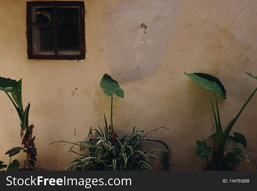 Green Plants Near Wall