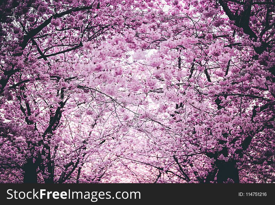 Pink Flowers On Trees