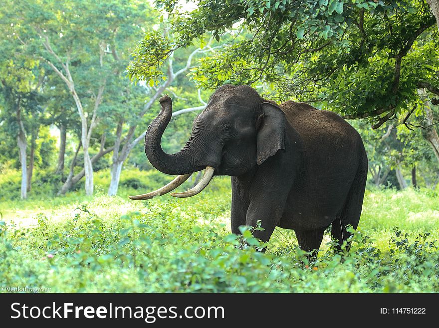 Black Elephant Near Trees