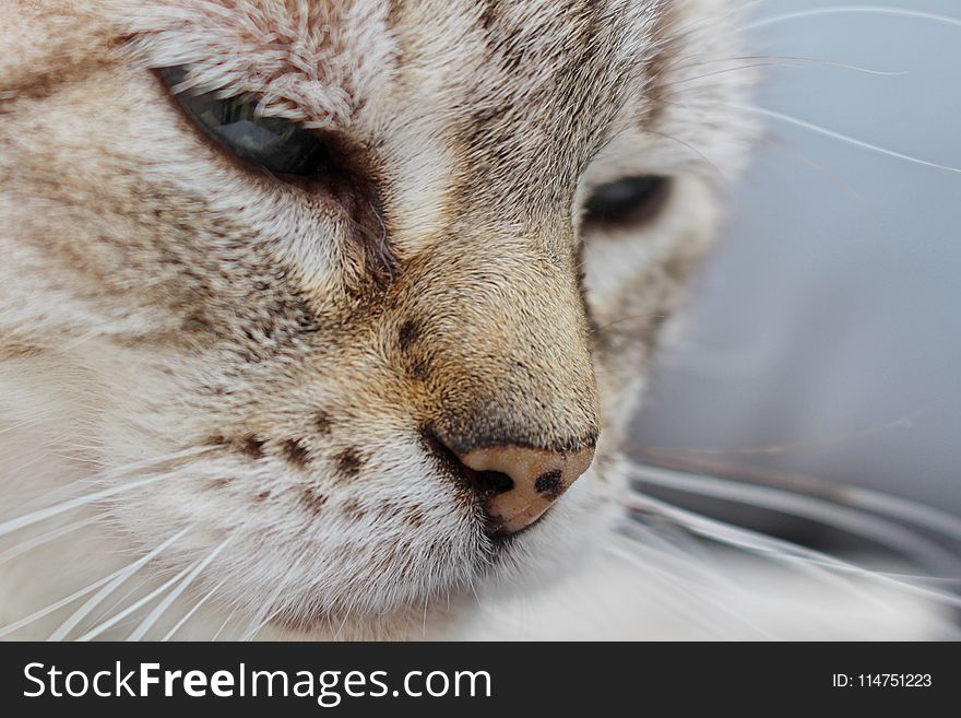 Close Photography Of A Cat&#x27;s Face