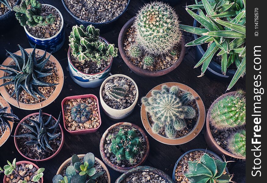 Small Cactus Set in Pot on Wodden Background. Small Cactus Set in Pot on Wodden Background