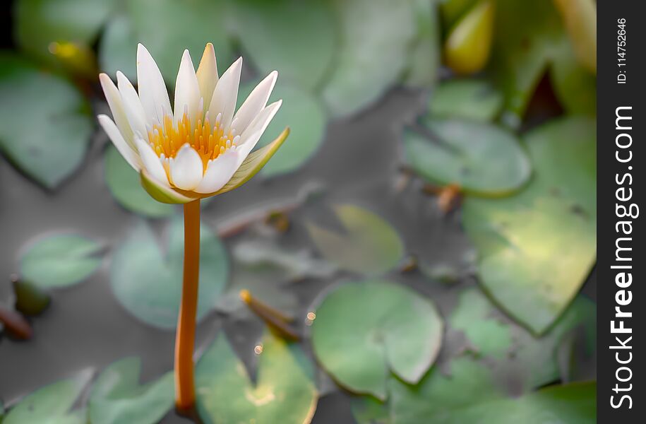 Young Little White Lotus Flower Standing in The Water with Green Leave