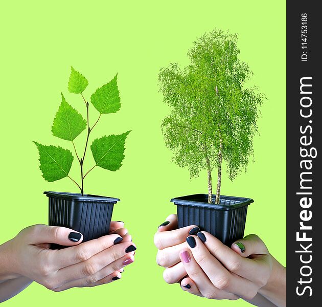 Hands holding tree in pot isolated on green background. Hands holding tree in pot isolated on green background.