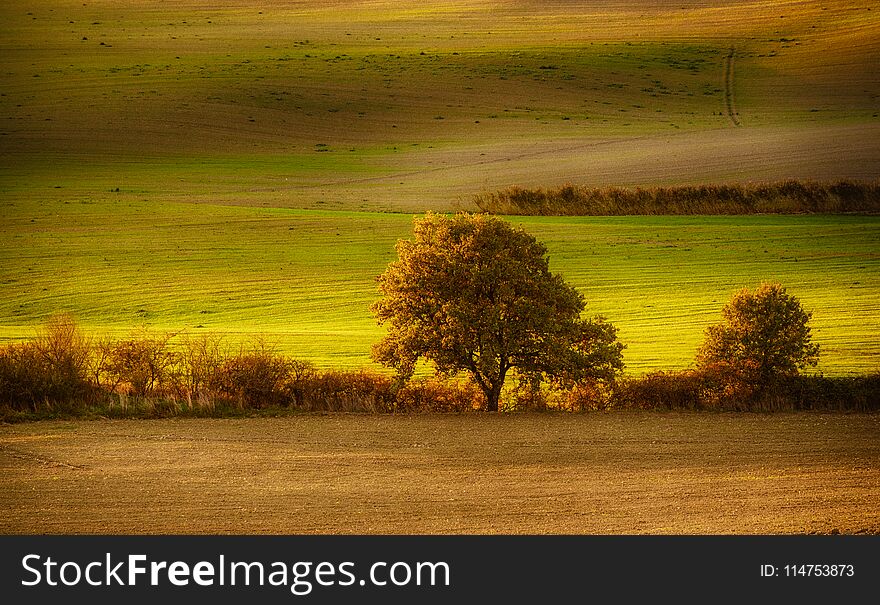 Tuscan fields and trees in a beautiful valley, natural outdoor landscape background in sunset light