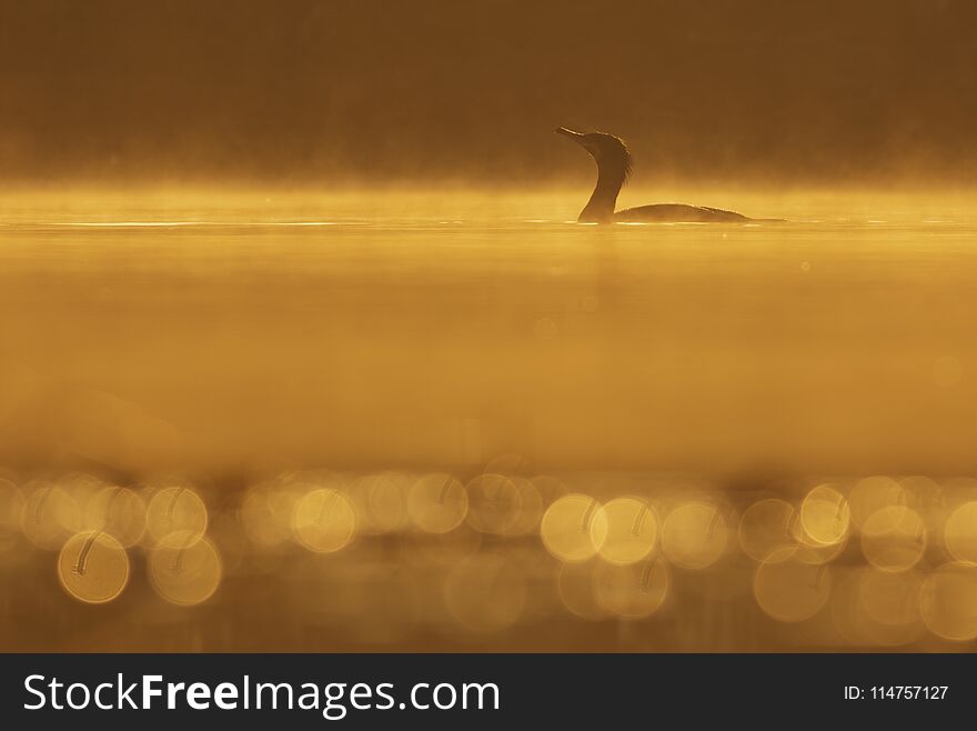 Silhouette Of Great Cormorant At Sunrise