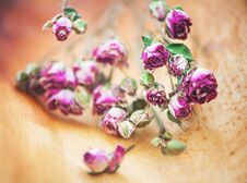 Vintage Background With Dry Tea Roses Royalty Free Stock Photo Vintage Background With Dry Tea Roses Royalty Free Stock Photo
