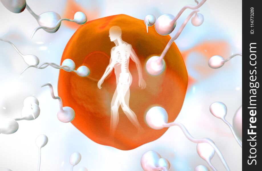 Digital composite of Sperm reproduction ovary with human