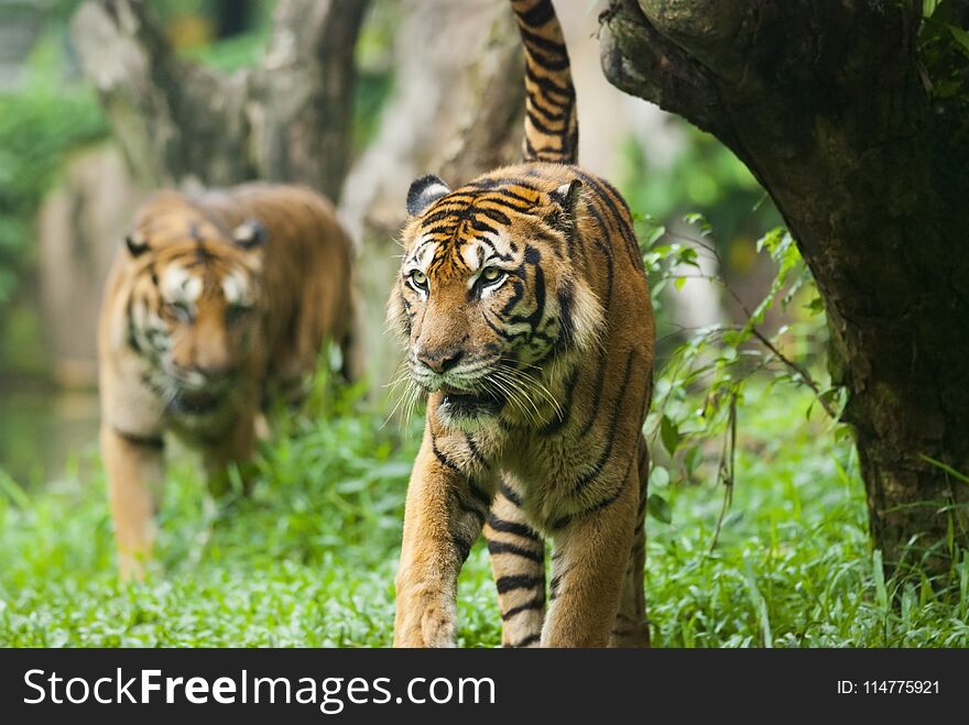 A Malayan tiger , endangered species