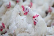 Poultry Farm Business For The Purpose Of Farming Meat Stock Photo Poultry Farm Business For The Purpose Of Farming Meat Stock Photo