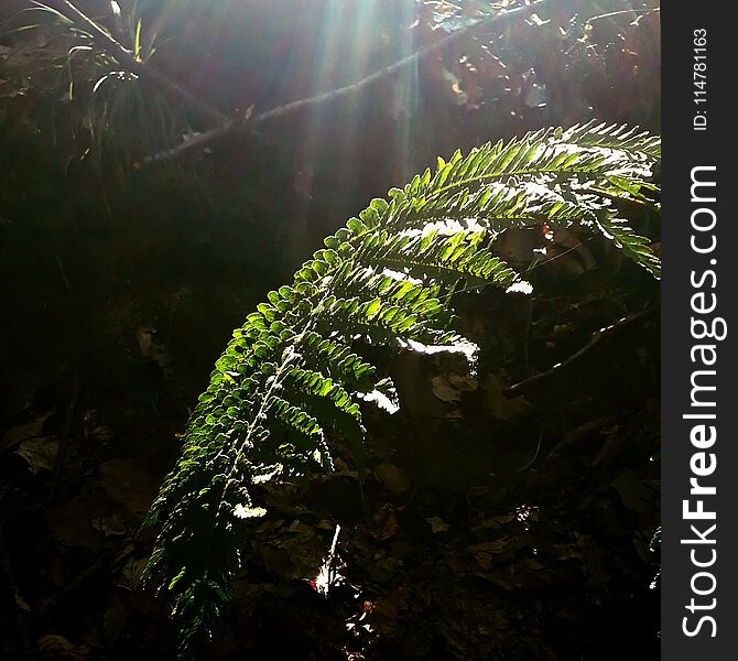 sun light on the fern. sun light on the fern
