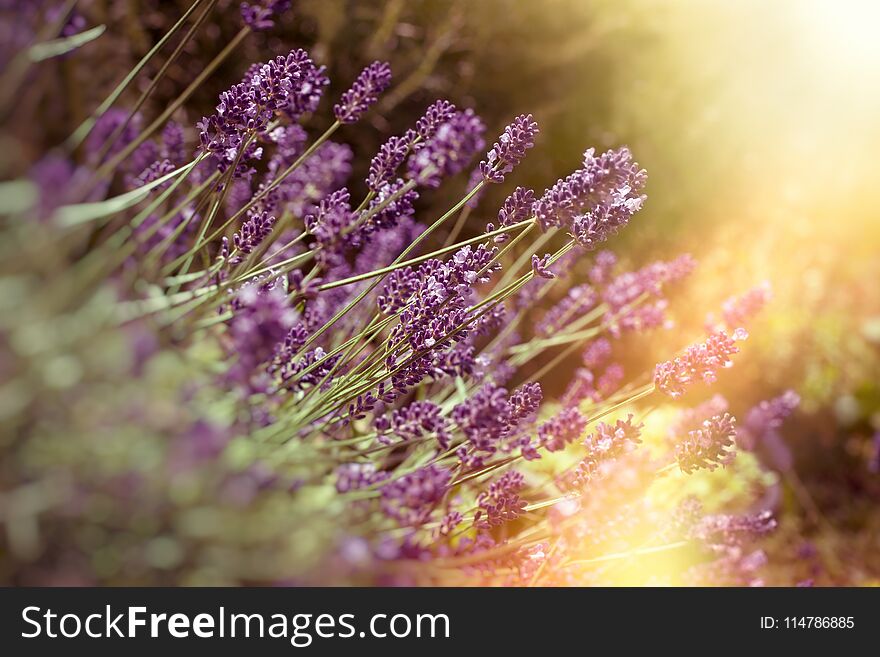 Soft Focus On Lavender Flower, Beautiful Lavender In Flower Garden Lit By Sunlight