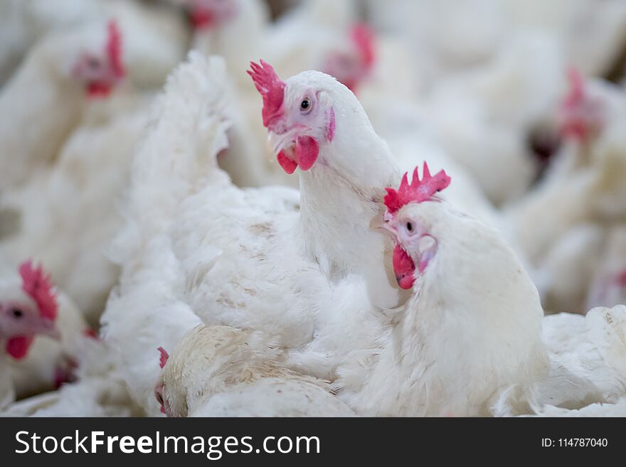 Poultry farm business for the purpose of farming meat