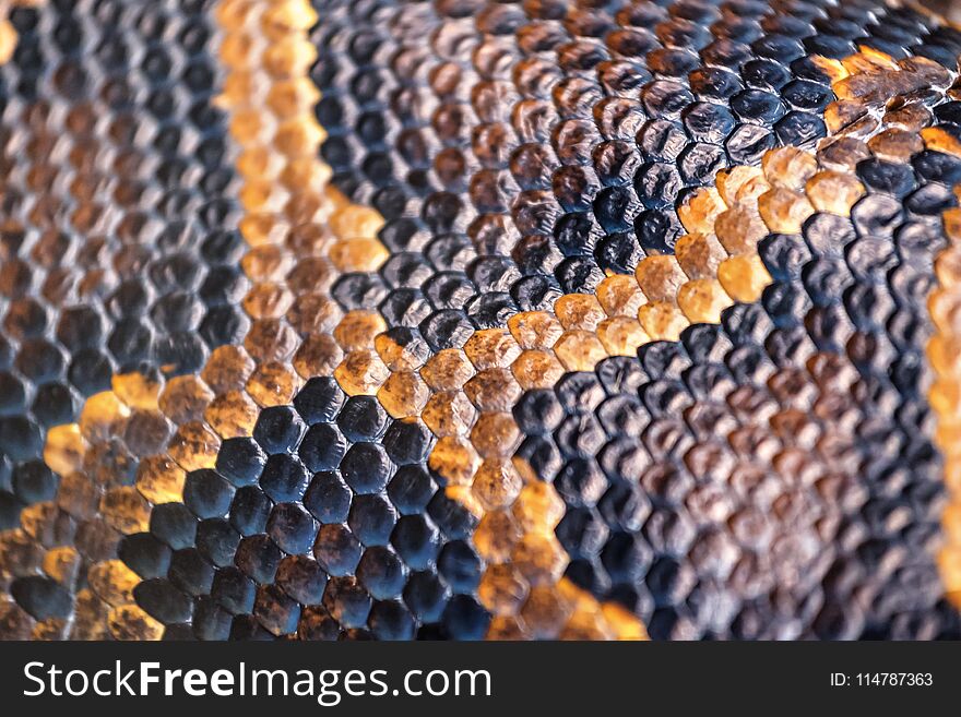 Anaconda Skin Texture