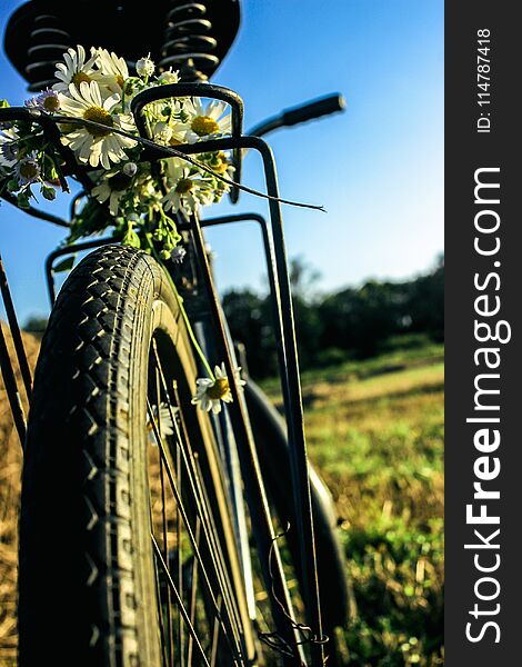 Daisies on bicycle seat and wheel in sunshine, summer sunset field, rustic concept