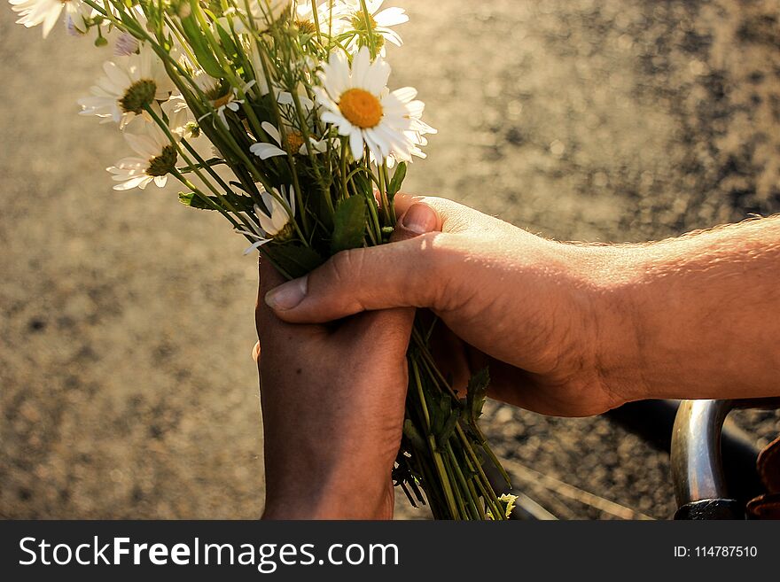 Couple holding bouquet of daisies on bicycle in sunset sunlight, summer vacation