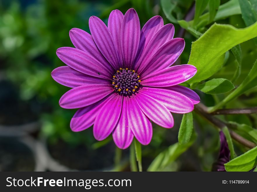 Flower, Flora, Purple, Plant