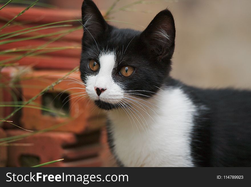 Cat, Whiskers, Small To Medium Sized Cats, Fauna