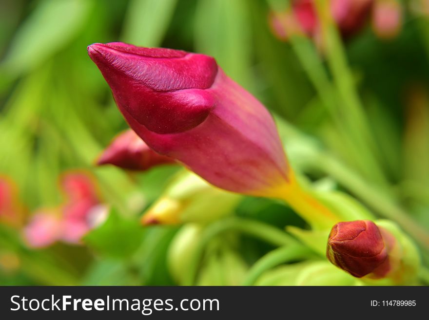 Flower, Bud, Flora, Close Up