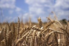 Ripe Wheat Field Against A Blue Sky, Sunny Summer Day. Spikes Royalty Free Stock Photography
