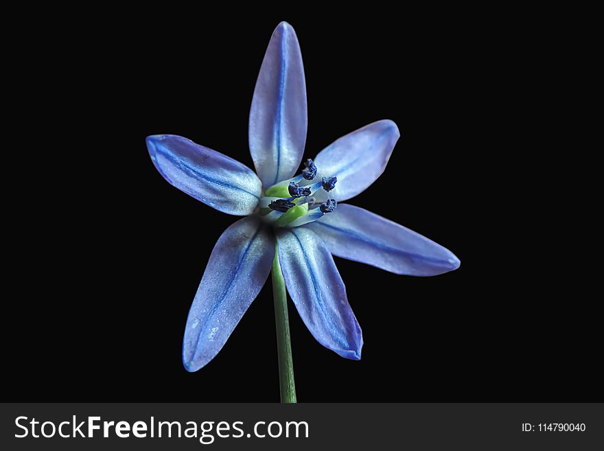 Flower, Blue, Flora, Plant