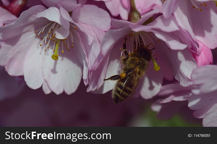 Honey Bee, Bee, Flower, Nectar