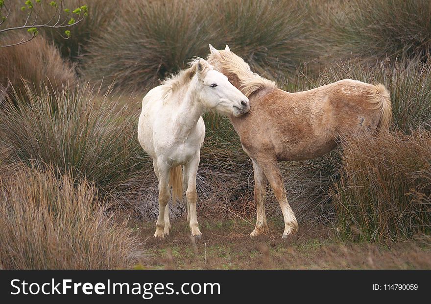 Horse, Horse Like Mammal, Fauna, Mane