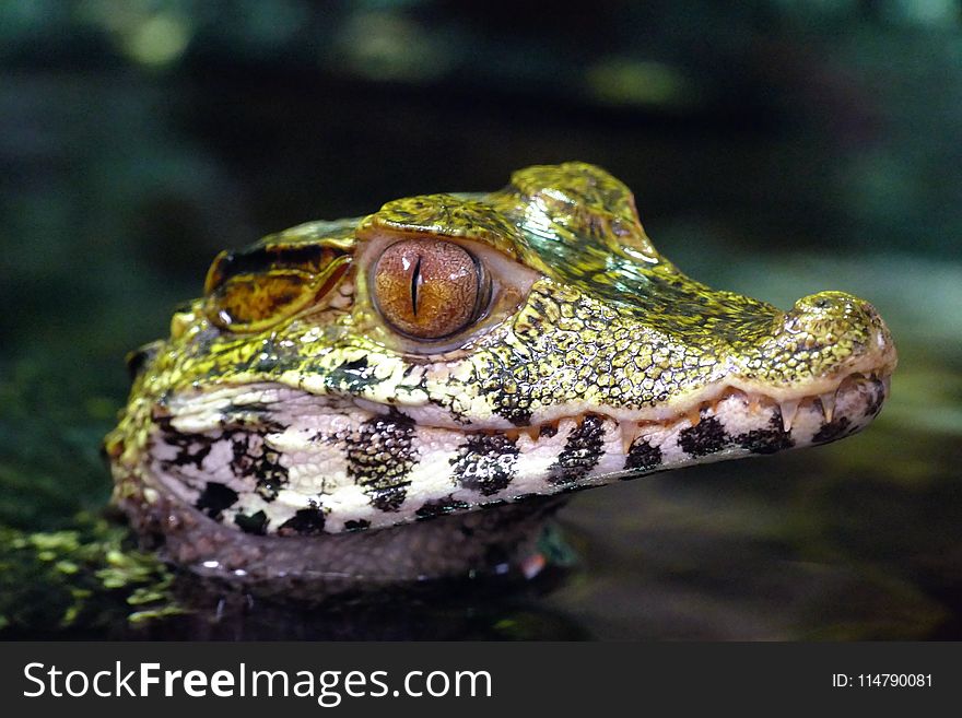 Ranidae, Terrestrial Animal, Reptile, American Alligator