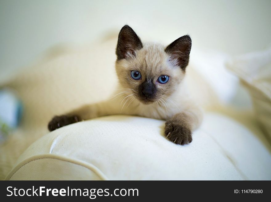 Cat, Siamese, Thai, Small To Medium Sized Cats