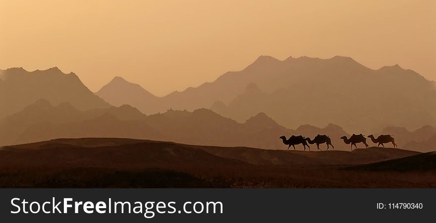 Ecosystem, Sky, Desert, Camel