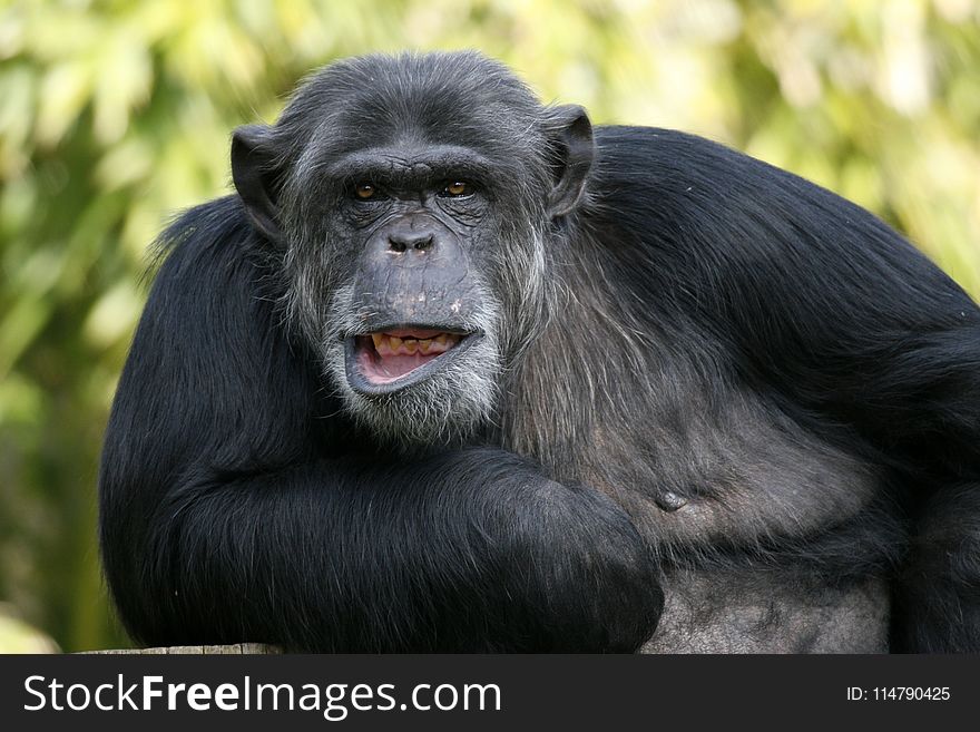 Chimpanzee, Common Chimpanzee, Great Ape, Mammal