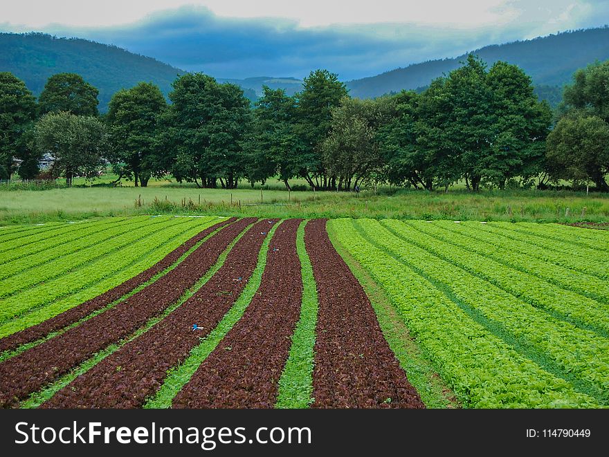 Field, Agriculture, Crop, Vegetation