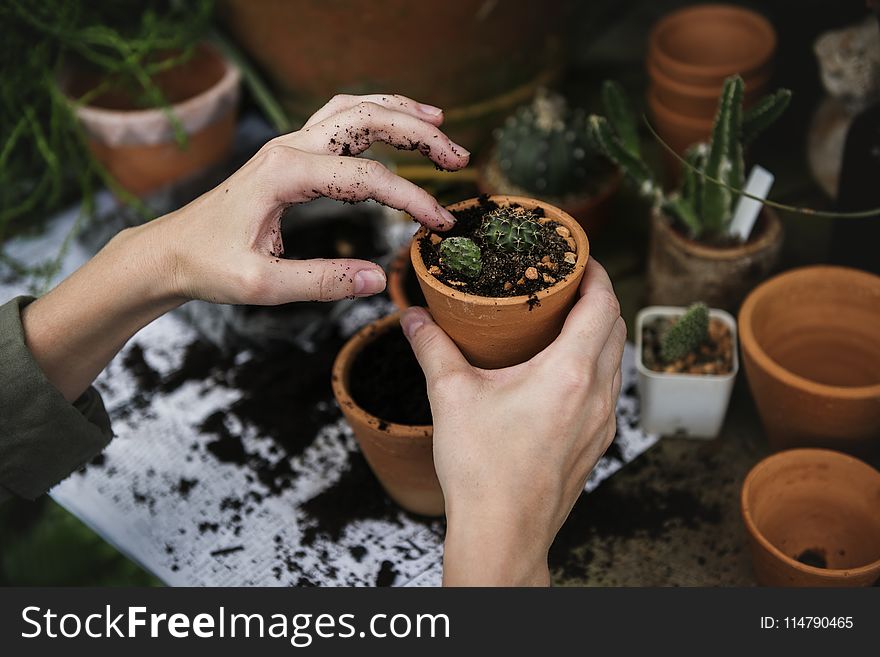 Flowerpot, Plant, Hand, Soil