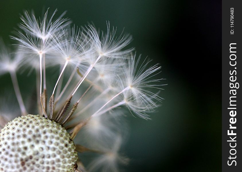 Flower, Dandelion, Plant, Close Up