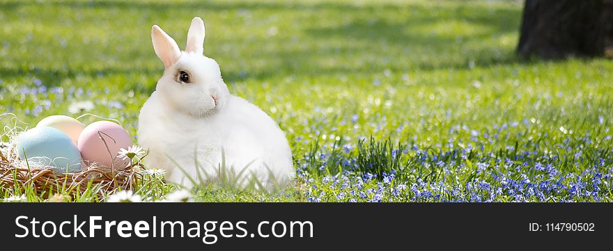 Mammal, Grass, Rabbit, Rabits And Hares