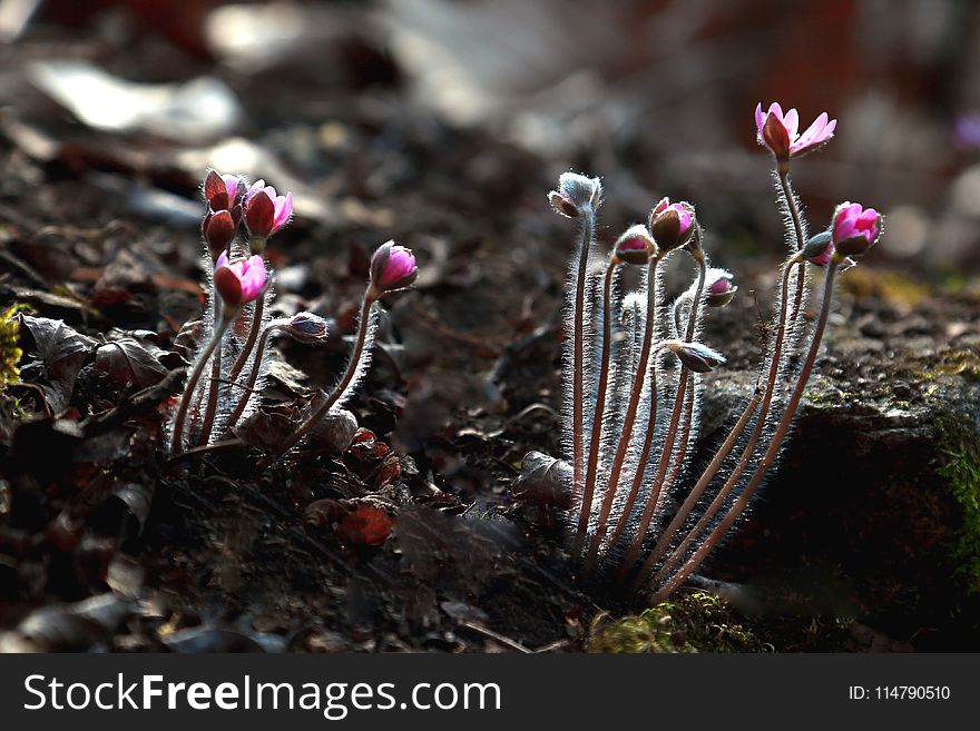 Plant, Flora, Vegetation, Flower