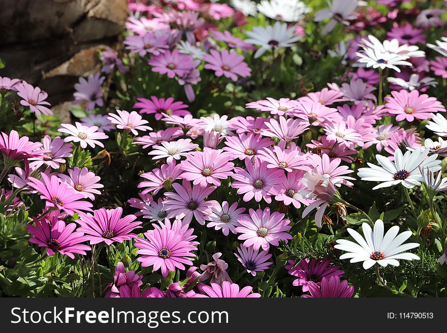 Flower, Plant, Flora, Flowering Plant