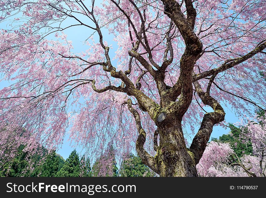 Tree, Nature, Plant, Flower