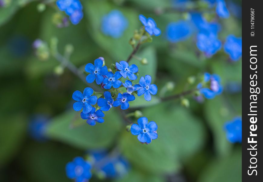 Blue, Flower, Plant, Flowering Plant