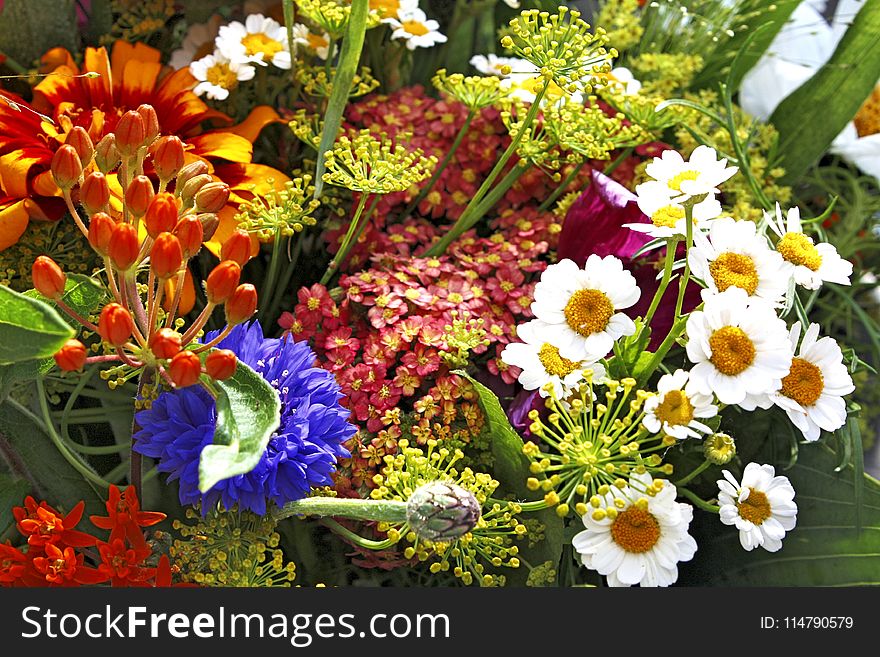 Flower, Floristry, Plant, Wildflower