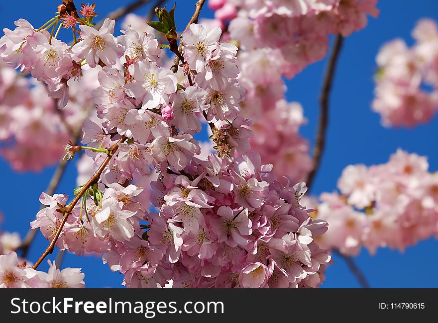 Blossom, Pink, Flower, Spring