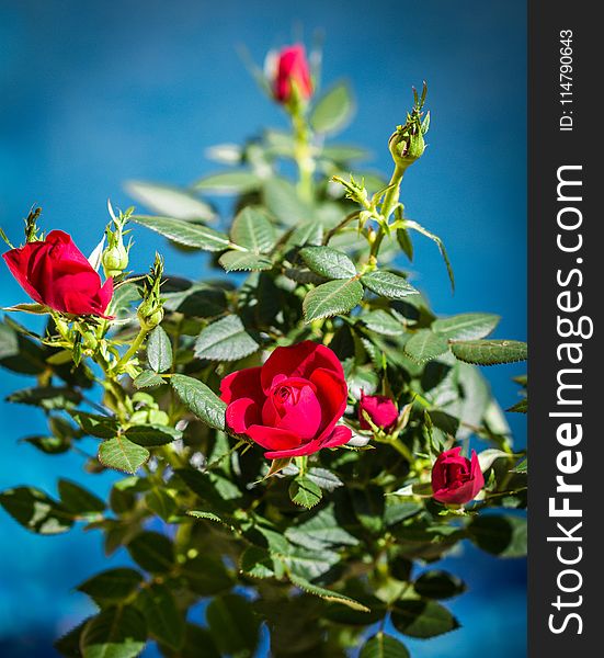 Flower, Rose Family, Rose, Flowering Plant