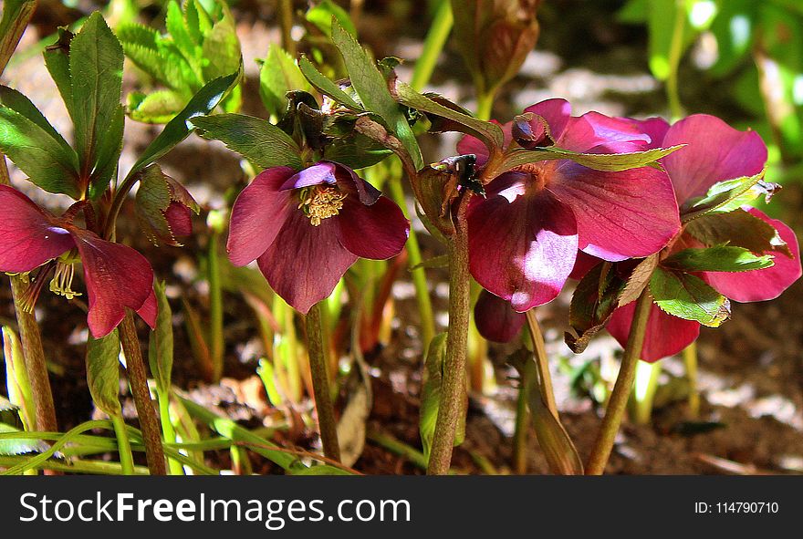 Flower, Plant, Flora, Flowering Plant