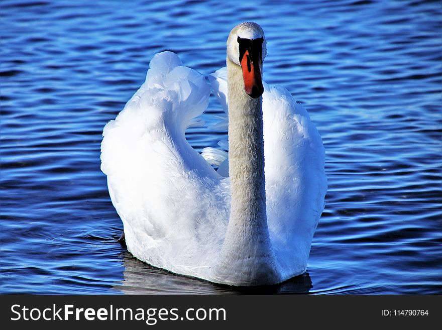 Swan, Water, Bird, Water Bird