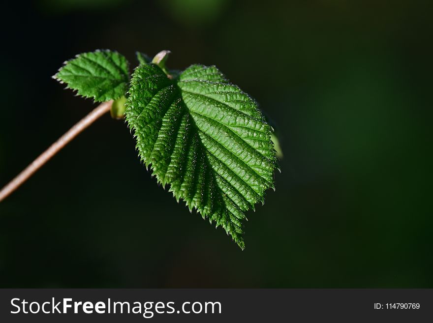 Leaf, Vegetation, Macro Photography, Branch