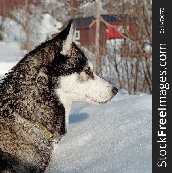 Siberian Husky, Dog Like Mammal, Dog, Sakhalin Husky