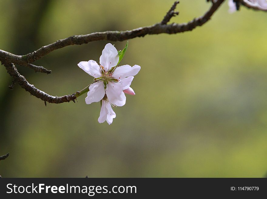 Blossom, Flower, Branch, Flora