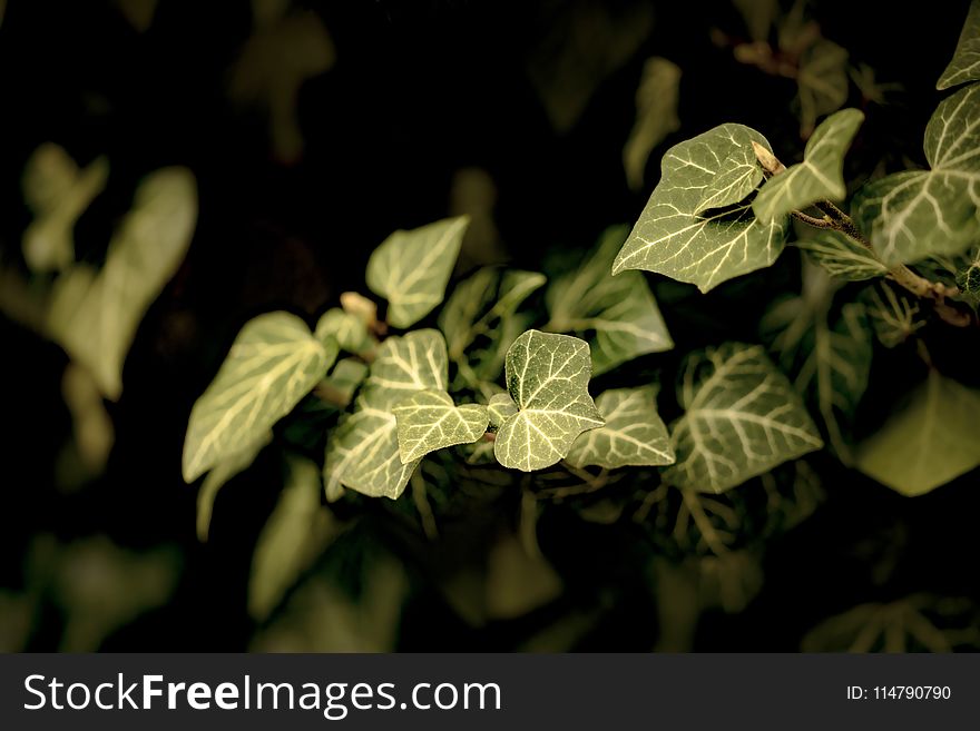 Leaf, Plant, Flora, Branch