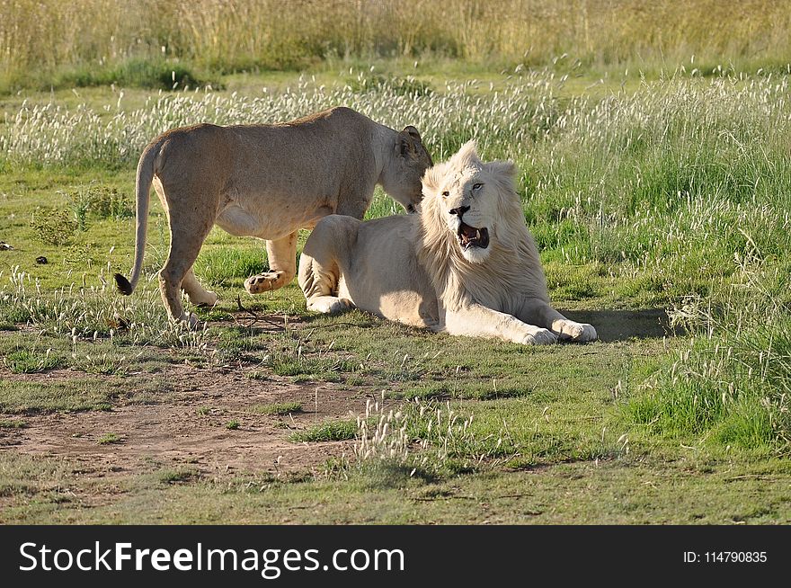 Wildlife, Lion, Fauna, Grassland