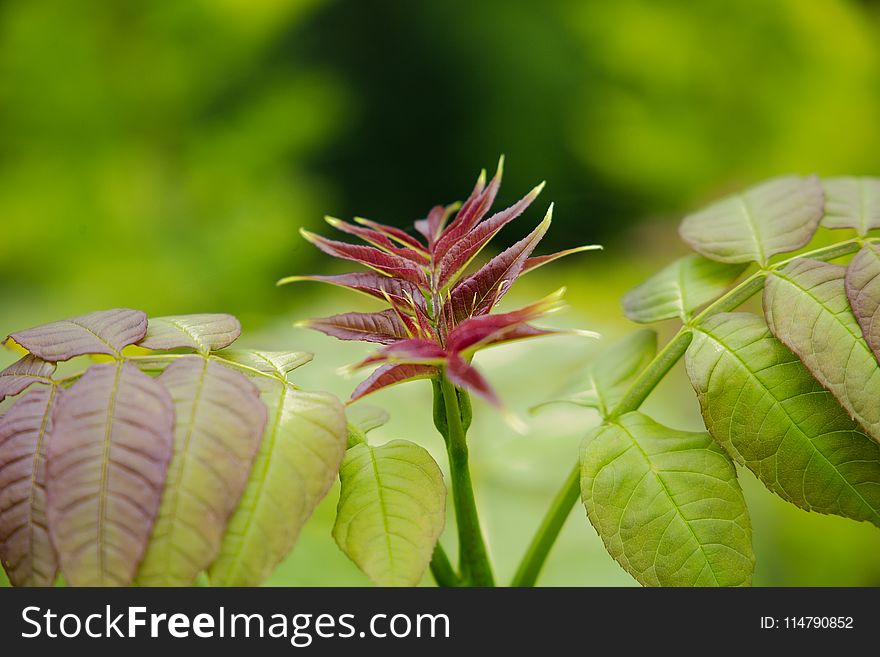 Plant, Flora, Vegetation, Leaf