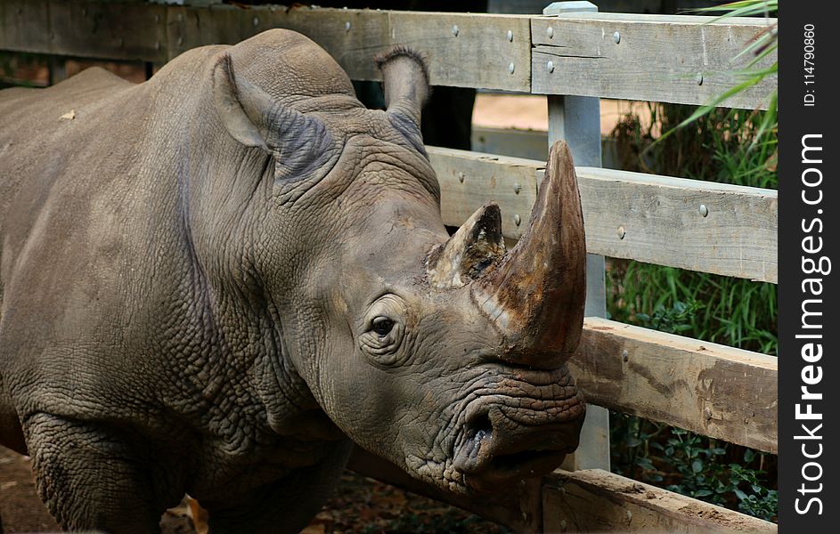 Rhinoceros, Terrestrial Animal, Fauna, Horn